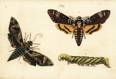 Polilla de la calavera de la muerte africana y larva, Acherontia atropos 1,2, y polilla del laurel, Daphnis nerii 3 de Unknown